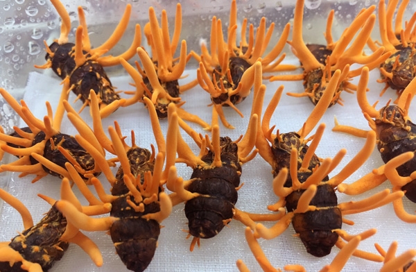 CÔNG NGHỆ SẢN XUẤT ĐÔNG TRÙNG HẠ THẢO TỪ NHỘNG TẰM SỐNG