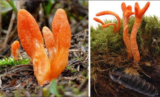 QUY TRÌNH NUÔI TRỒNG NẤM ĐÔNG TRÙNG HẠ THẢO