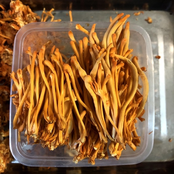 Sợi Tươi Đông Trùng Hạ Thảo Cao cấp