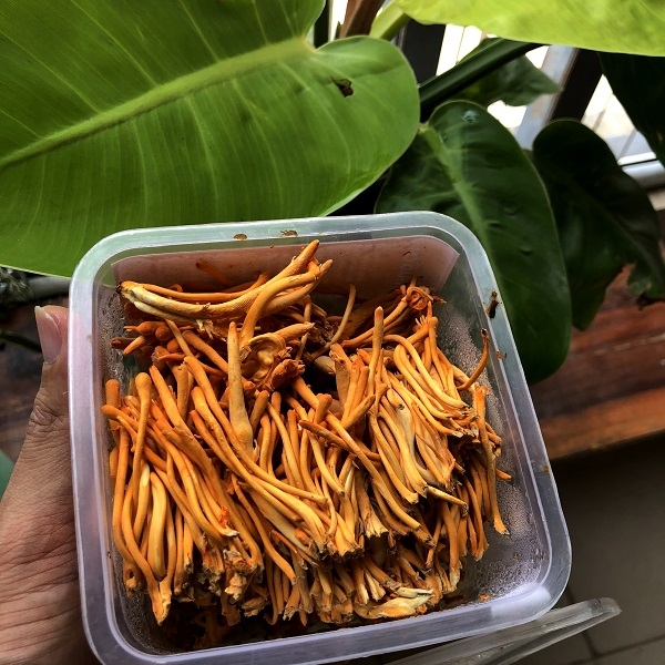 Sợi Tươi Đông Trùng Hạ Thảo Cao cấp