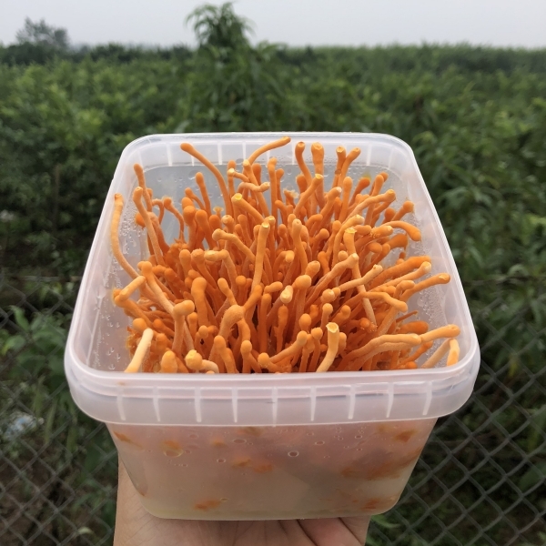 HỘP TƯƠI CAO CẤP