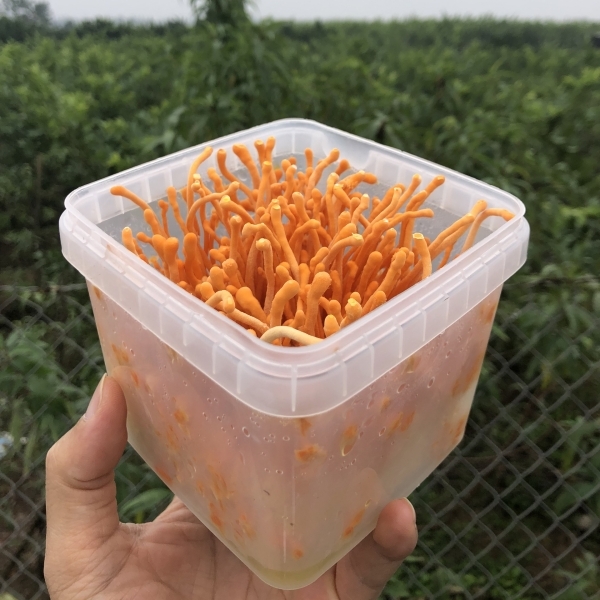 HỘP TƯƠI CAO CẤP